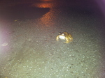 20120124_172111 Hypno-toad.jpg